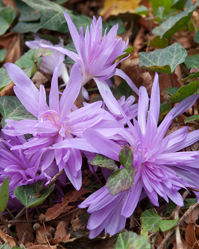 Colchicum waterlily.jpg